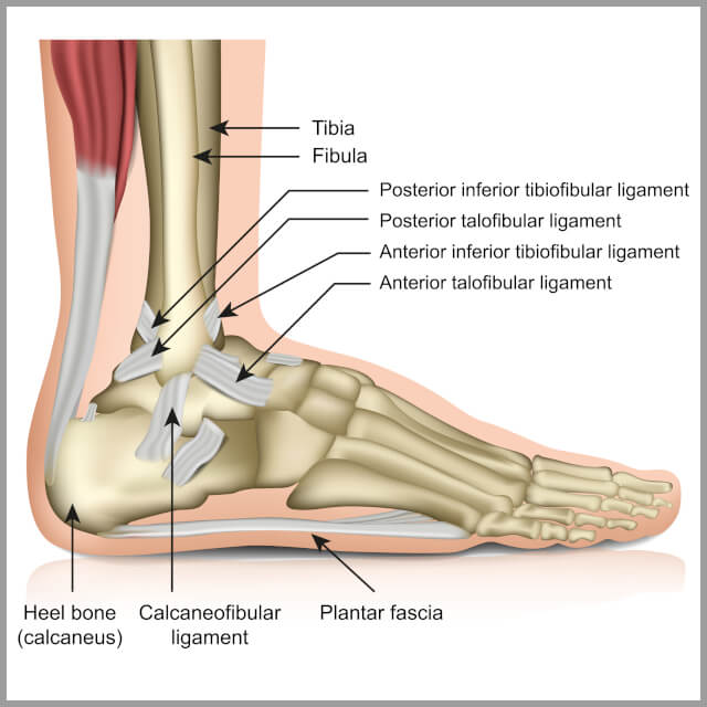 Ankle Pain